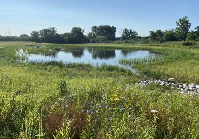 wetland 2