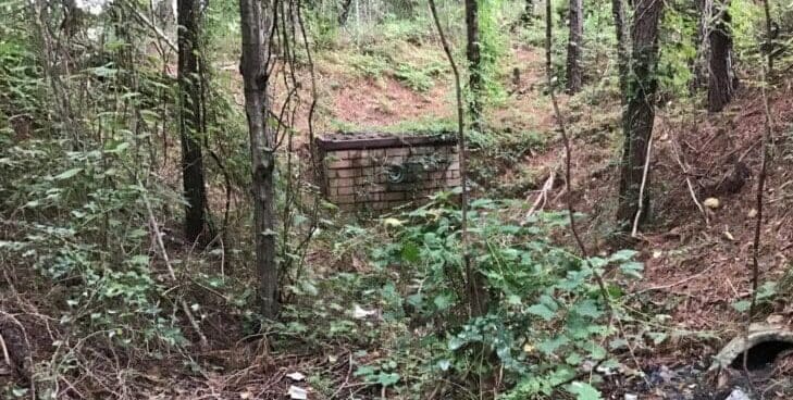 Overgrown Basin