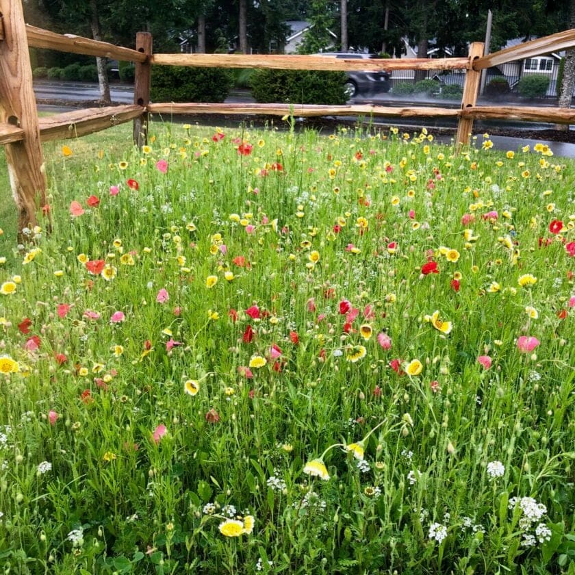flowers surrounded by a fence