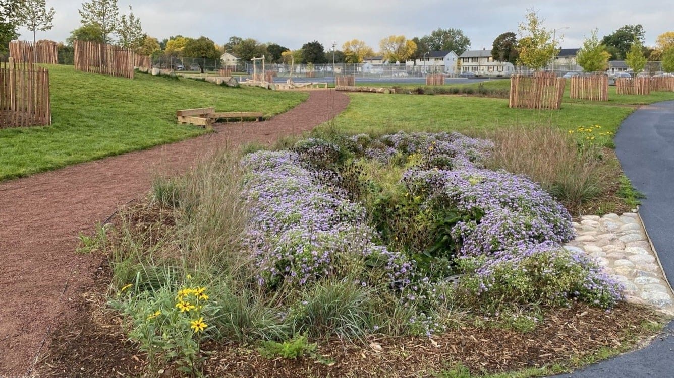 native vegetation in a park