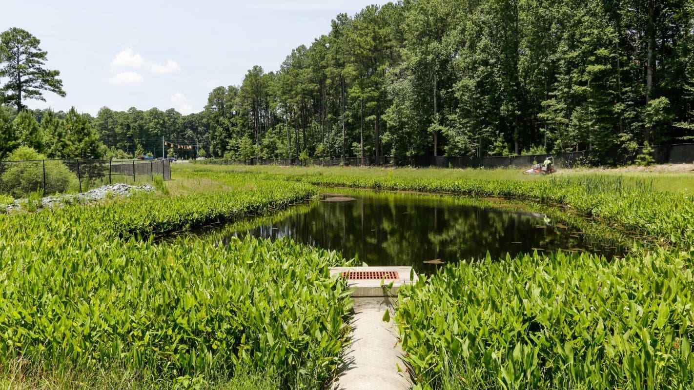 small pond with vegetation growing around it