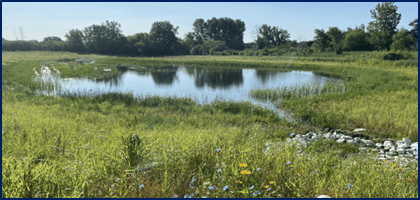 pond in a green pasture