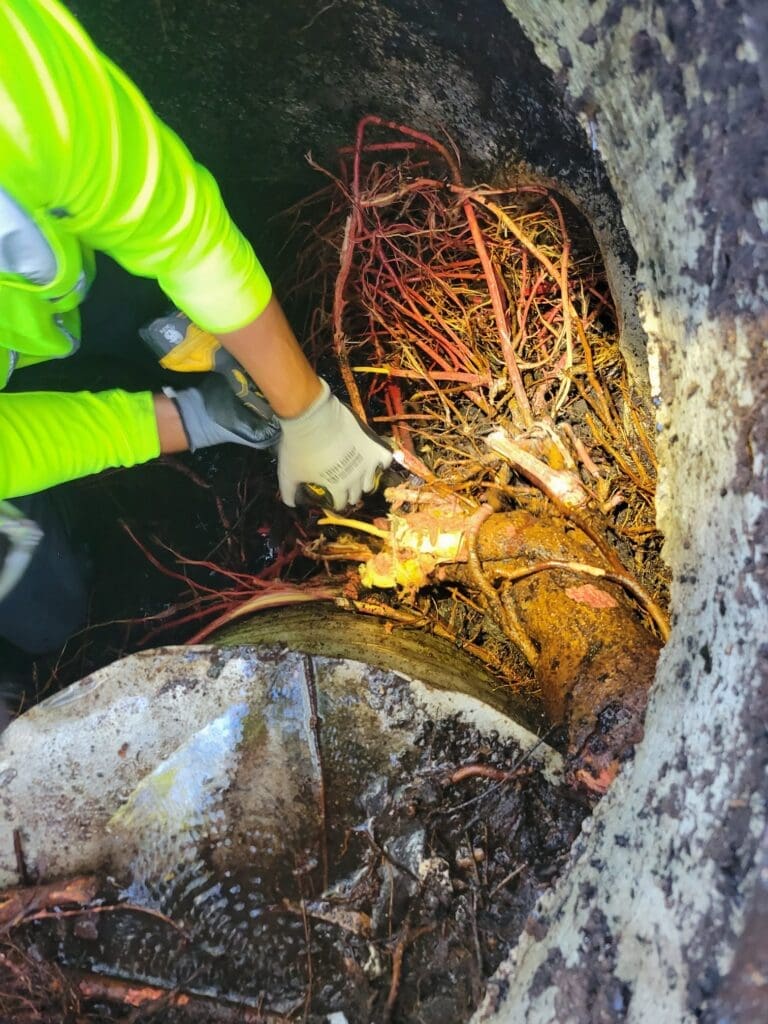 Roots extraction